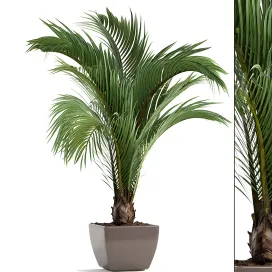 Hedyscepe canterburyana